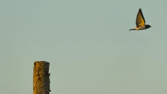 Loot Kazino Atbalsts